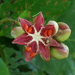 Dillenia suffruticosa Fruit