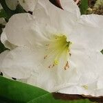 Rhododendron decorum Flor