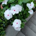 Catharanthus coriaceus 花