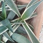 Agave vivipara 葉