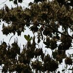 Terminalia ivorensis Meyve