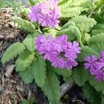 Primula sieboldii फूल