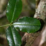 Zanthoxylum asiaticum पत्ता