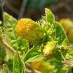 Pentanema squarrosum Flower