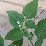 Solanum nigrum Blad