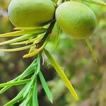 Torreya californica Fruto