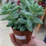 Sedum burrito Feuille