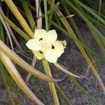 Dietes bicolorफूल