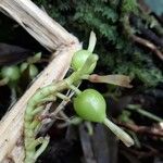 Elettaria cardamomum Fruit