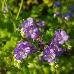 Phacelia congesta Цвят