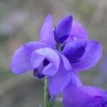 Polygala microphylla Fiore