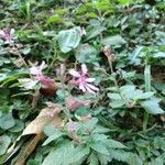 Cuphea racemosa Flower