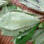 Terminalia superba Hoja