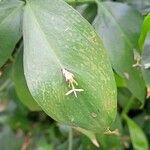 Ruscus hypophyllum Leaf