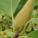 Magnolia sprengeri Otro