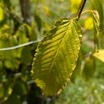 Acer carpinifolium Likasa