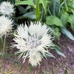 Centaurea cheiranthifolia Blodyn