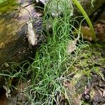 Equisetum scirpoides Blad