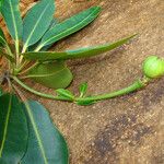 Neoguillauminia cleopatra Fruit