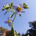 Exacum lawii Flower
