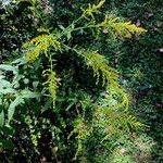 Solidago rugosa Drugo