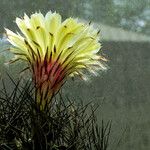 Astrophytum capricorne 花