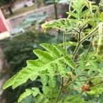Solanum sisymbriifolium Leaf