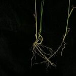 Agrostis pilosula