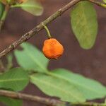 Garcinia robsoniana Fruit