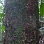 Pouteria reticulata Corteza