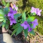 Cardamine glanduligera Flors