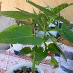 Mirabilis longiflora Blatt