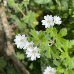 Geranium sibiricum List