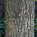 Hibiscus tiliaceus Bark