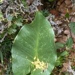 Arum creticum Leaf