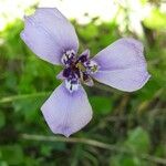 Herbertia lahue Blomma