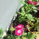 Phlox drummondii Flower