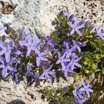 Campanula garganica Cvet