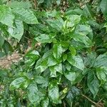 Coffea arabicaBlad