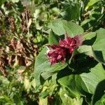 Leycesteria formosaFlor