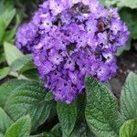 Heliotropium arborescens Cvet