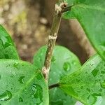 Ficus natalensis Bark