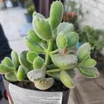 Cotyledon tomentosa Hoja