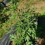Artemisia verlotiorumFeuille