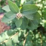 Symphoricarpos albus Flower