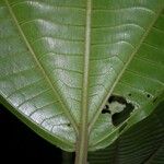 Conostegia setifera Leaf