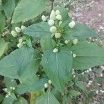 Acmella paniculata Blomst