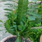 Euphorbia trigonaपत्ता