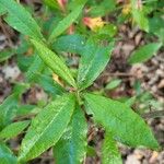 Rhododendron austrinum Hoja
