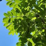 Polyscias repanda Yaprak